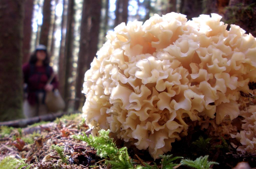Kıvırcık Mantar Nedir? Kıvırcık Mantar Nedir?