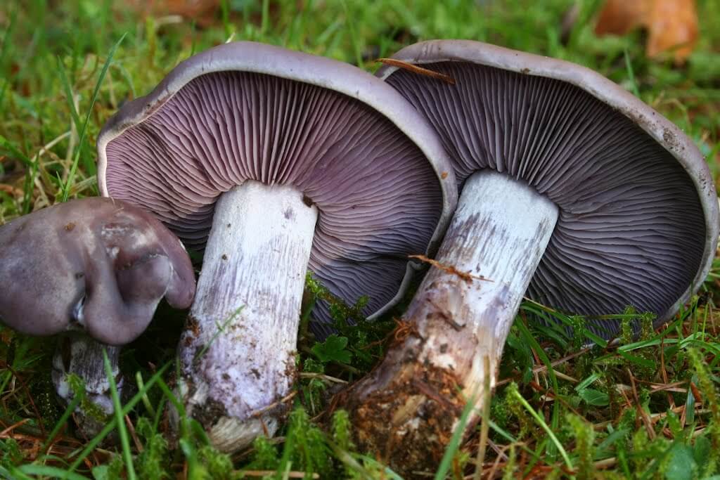 Cincile Mantarı Nedir?