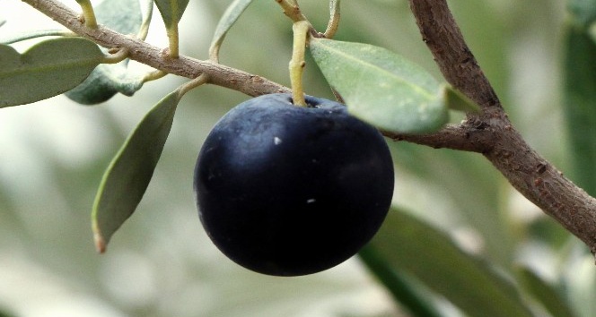 Sağnak Yağışın Zeytin Üzerindeki Etkisi Nelerdir?