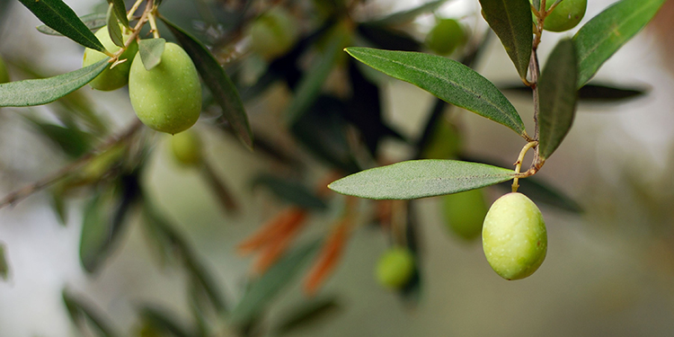 Kuraklığın Zeytin Üzerindeki Etkileri Nelerdir?