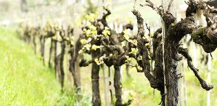 Bağcılıkta Sulama Ne Zaman Yapılır?