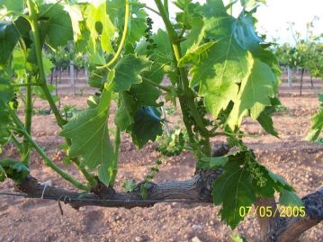 <a title='Asmalarda Generatif Gelişme Nedir?' href='https://www.muhendistarim.com.tr/konu/3461/asmalarda-generatif-gelisme-nedir'>Asmalarda</a> Vegetatif Gelişme Nedir? Asmalarda Vegetatif Gelişme Nedir?