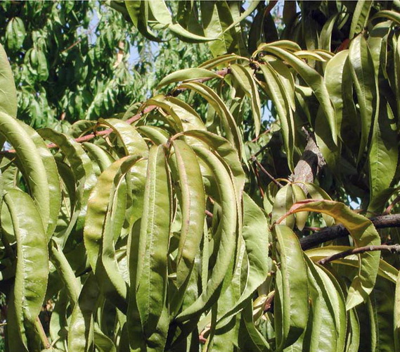  Şeftalide Çinko Ve Potasyum Noksanlığı Konu Açık