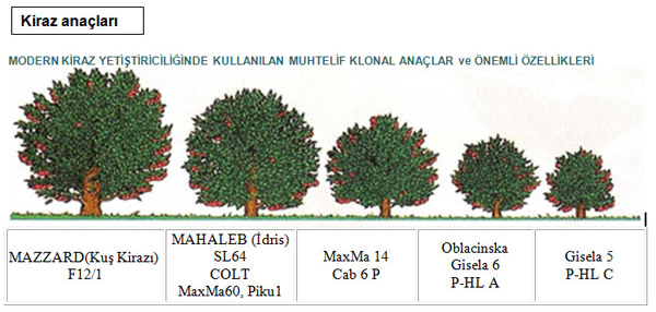 Kiraz Anaçları