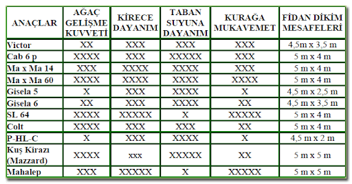 Kiraz Anaç Özellikleri