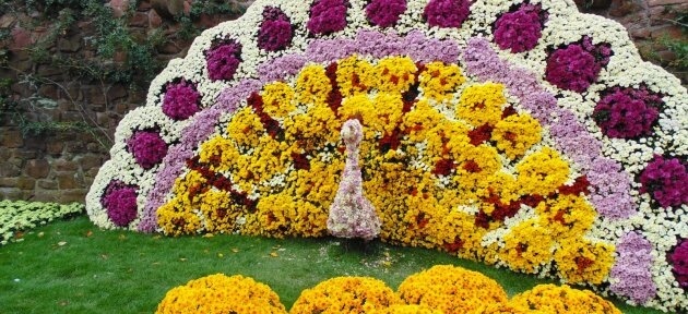 Kasımpatı Çiçeği Yetiştiriciliği