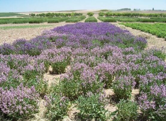 Adaçayı Yetiştiriciliği