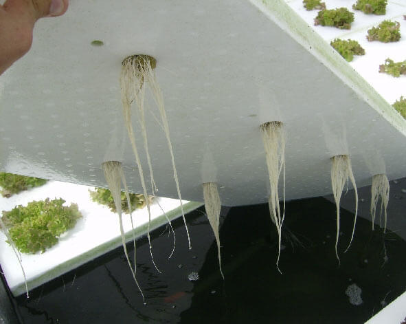 Neden Topraksız Tarım?