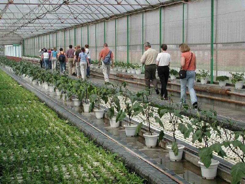 Topraksız Tarım Şekilleri