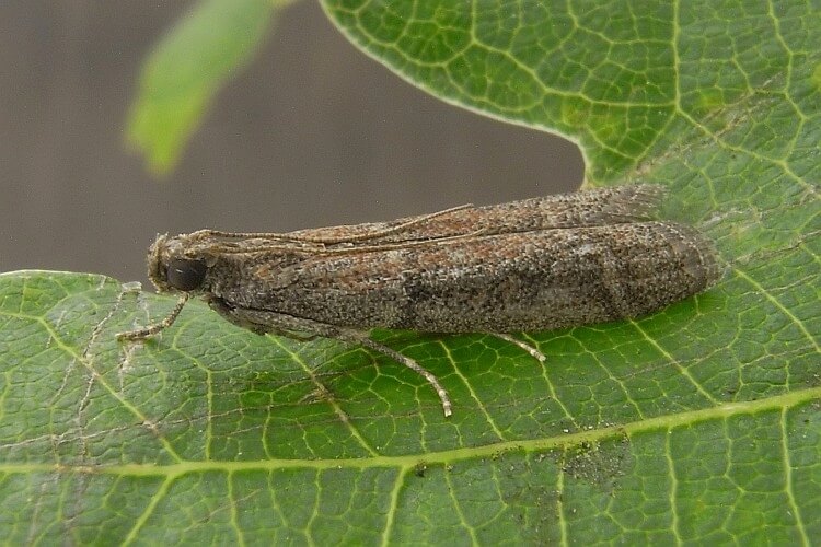 Tütün Güvesi Zararlısı