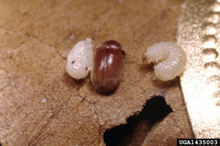 Tatlıkurt Zararlısı