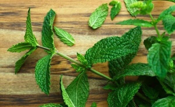 Baharatların Faydaları Ve Zararları Nelerdir? Nane