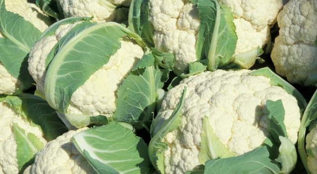 Karnabahar Gübrelemesi Nasıl Yapılır?