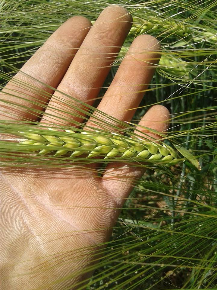 Arpa Yetiştiriciliği Nasıl Yapılır? Arpa Yetiştiriciliği