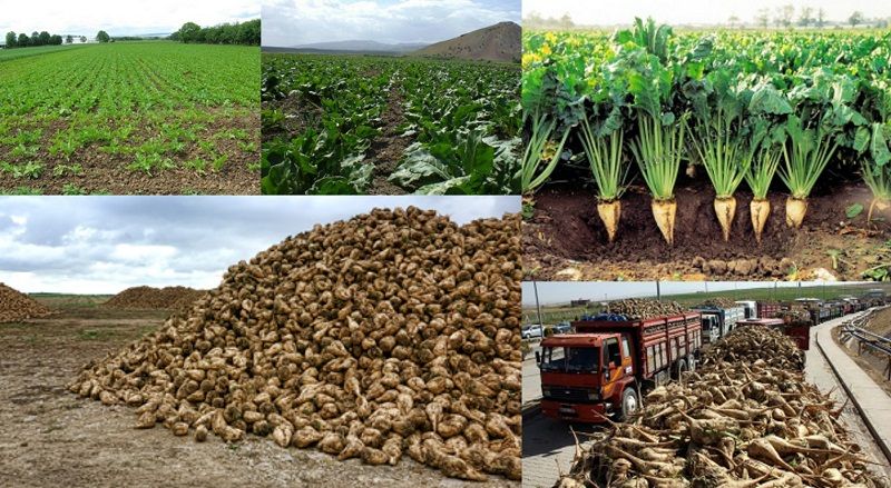 Şeker Pancarı Üretim Tekniği