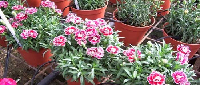 Çim Karanfili Çiçeği (Alp Karanfili)