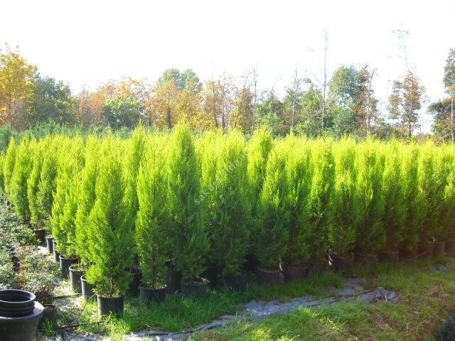 Limon Servi Ağacı (Cupressus)