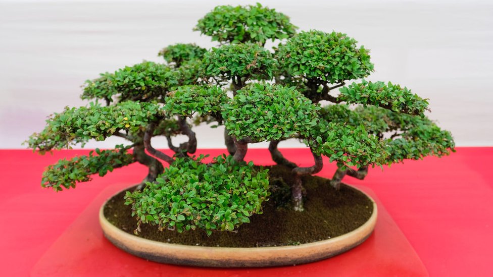 Bonsai Ağacı