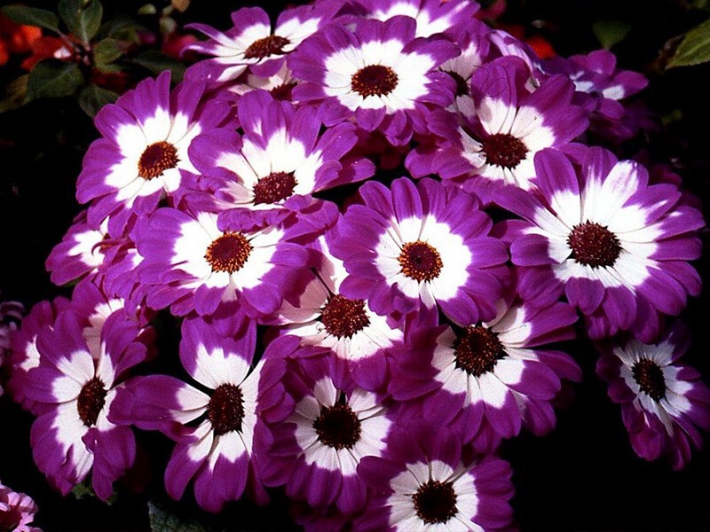 Bodrum Papatyası Bodrum Papatyası