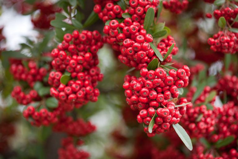 Ateş Dikeni Ağacı