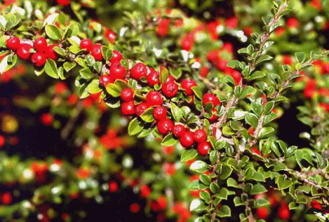 Dağ Muşmulası Ağacı