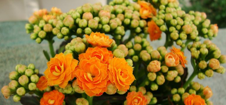 Dracaena Deremensis (Kardeş Kanı) Çiçeği Dracaena Deremensis (Kardeş Kanı) Çiçeği