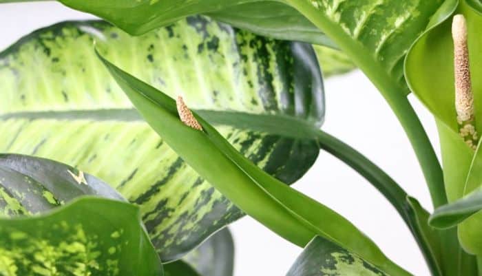 Difenbahya Çiçeği