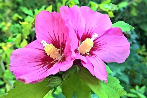 Çin Gülü Çiçeği (Hatmi Çiçeği)