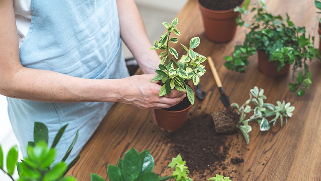 Bitkilerde Saksı Değişimi 