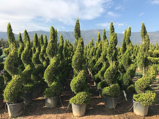 Limoni Servi Ağacı