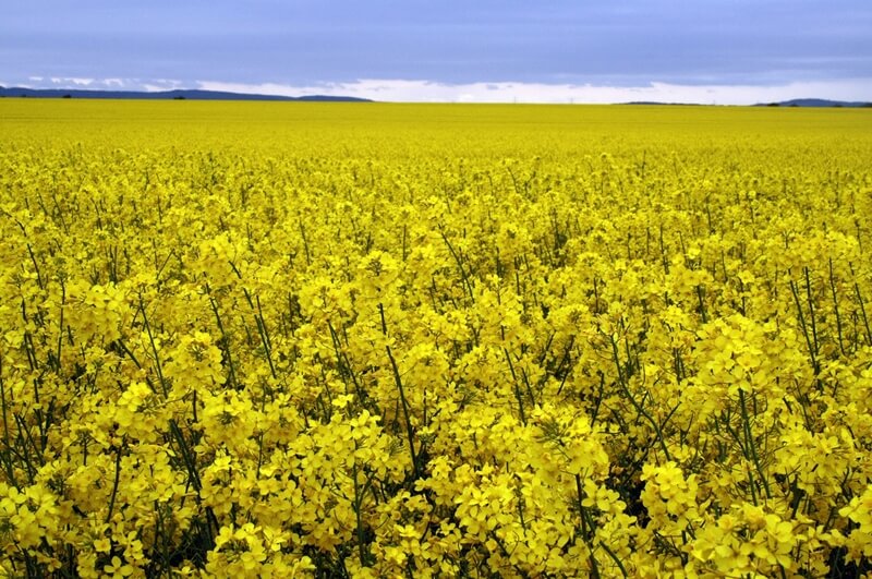 Kanola Gübreleme Önerileri