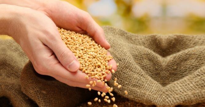 Hububatta Gübreleme Önerileri