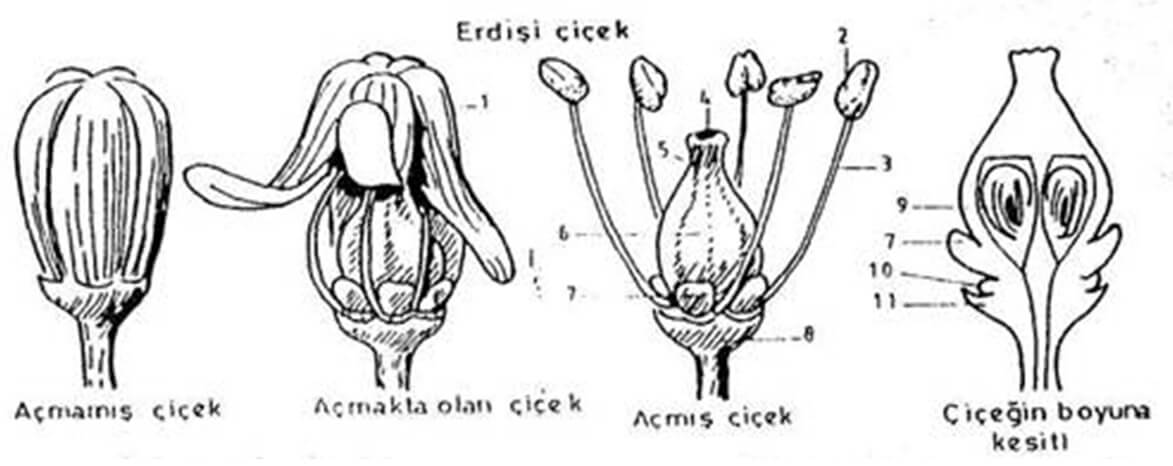 üzümlerde çiçek yapısı