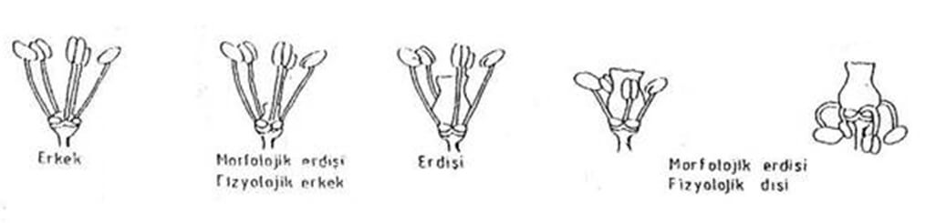 Üzümlerde Çiçek Yapısı Nasıldır?