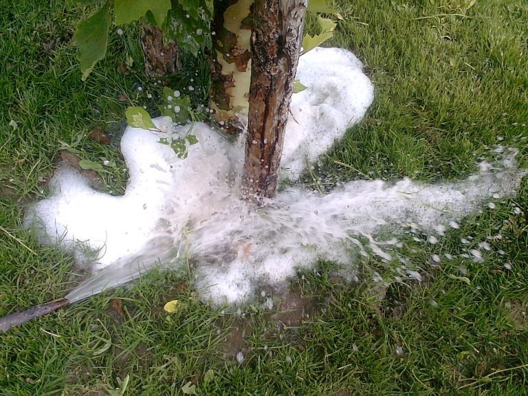 Mikorizal Gübre Ne Zaman Ve Nasıl Kullanılır?