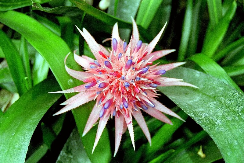 Aechmea Salon Bitkisi