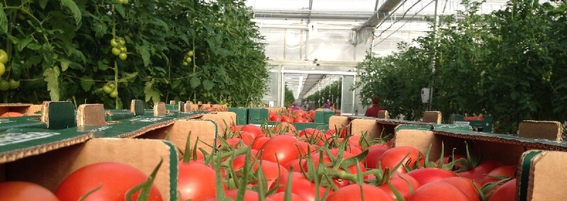 Örtü Altı Domates Yetiştiriciliği