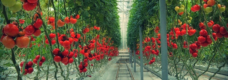 Örtü Altı Domates Yetiştiriciliği