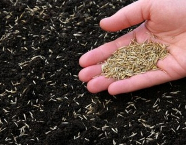 Çim Tohumu Ekimi Nasıl Yapılır? Adım Adım Pratik Rehber