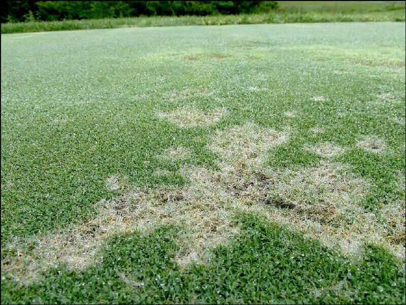 Çimde Dollar Spot Hastalığı Nedir? Belirtileri Ve Etkili Mücadelesi