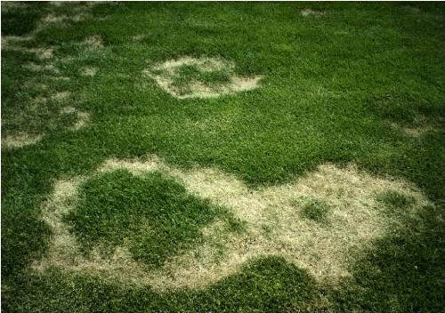 Çimde Fusarium Blight Nedir? Belirtileri Ve Etkili Mücadele Yöntemleri