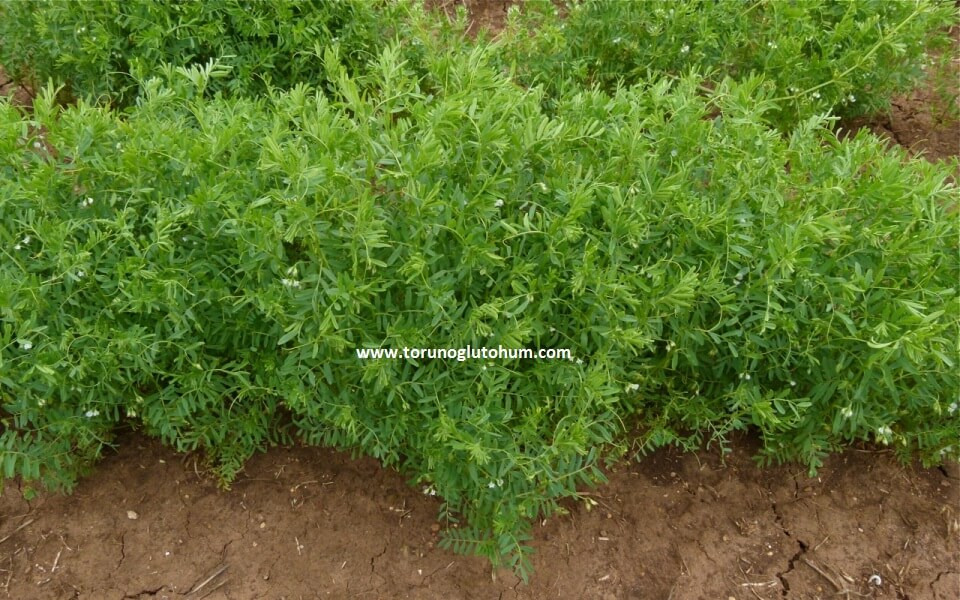 mercimek mildiyö hastalığı