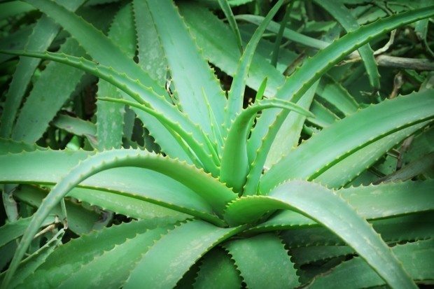 Aloe Vera Faydası Ve Zararı Nelerdir?
