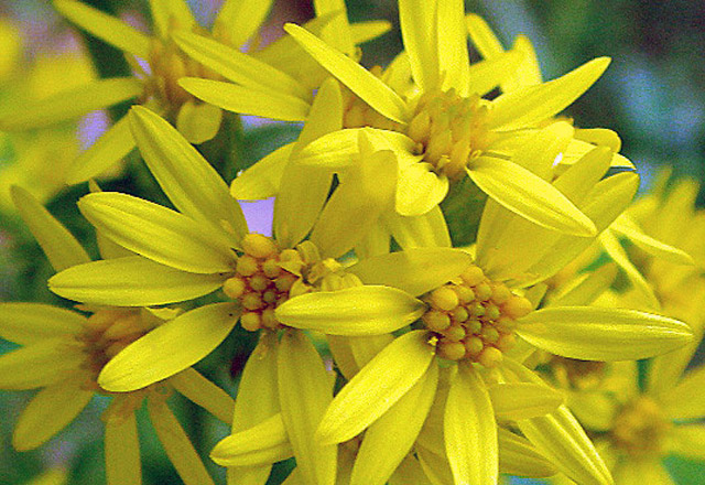 Altınbaşakotu Faydası ve Zararı