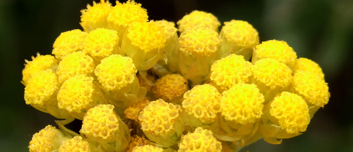 Altınkökü Otu Faydaları ve Zararı