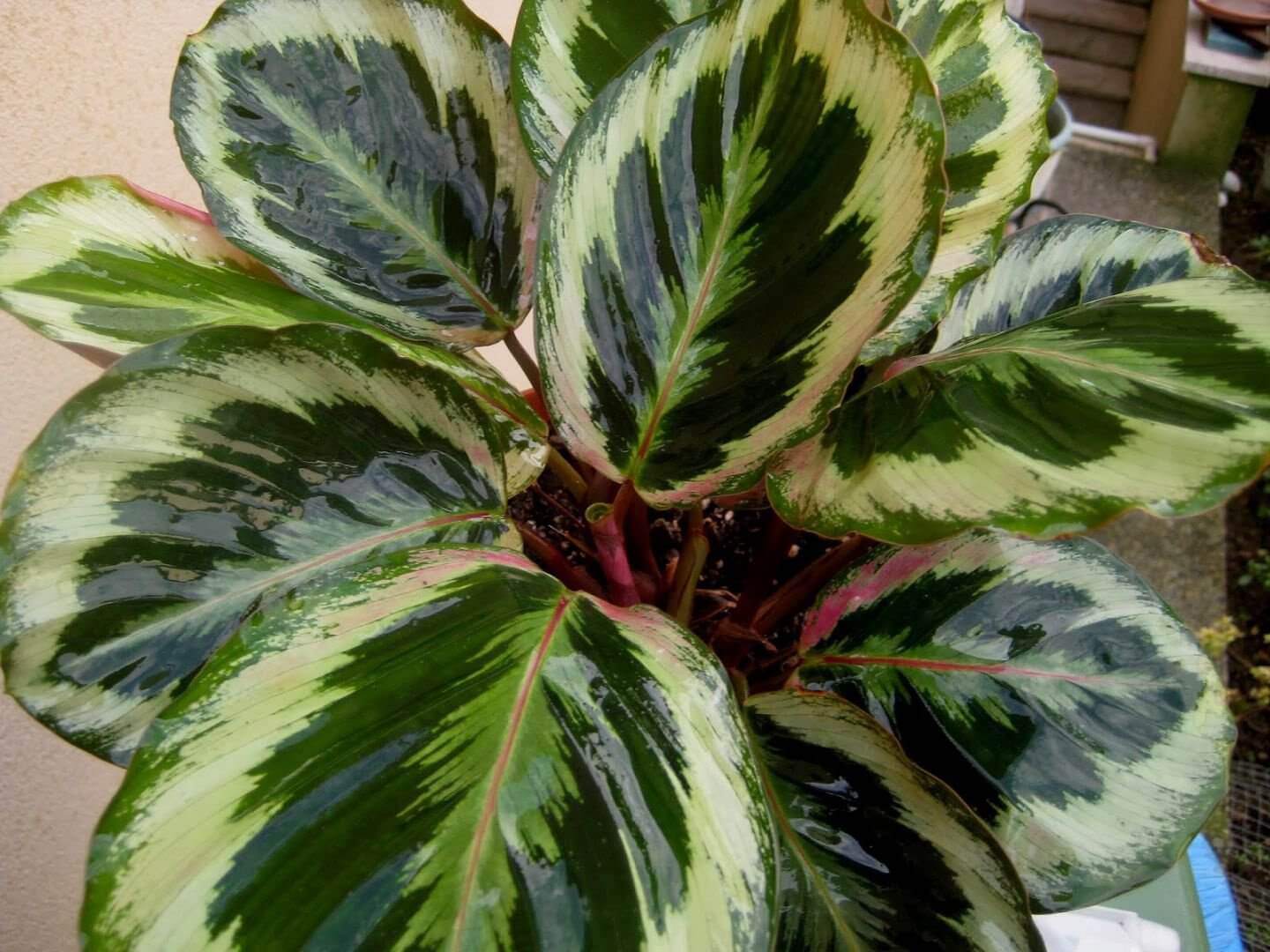 Ararot Faydası Ve Zararı Nelerdir?