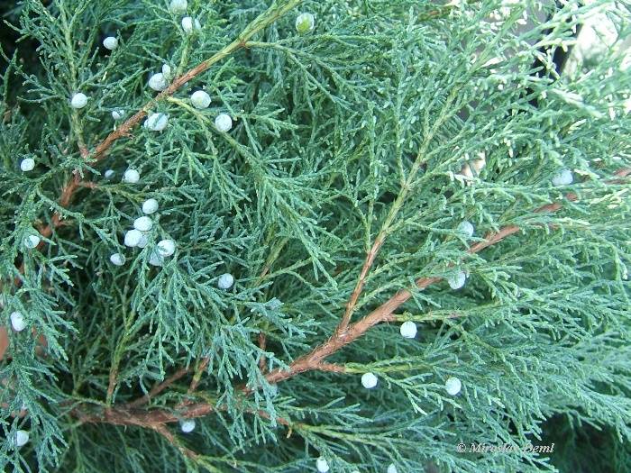 Ardıç Tohumu Faydası Ve Zararı Nelerdir?