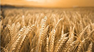 Arpa Tohumu Faydaları Ve Zararları Nelerdir?