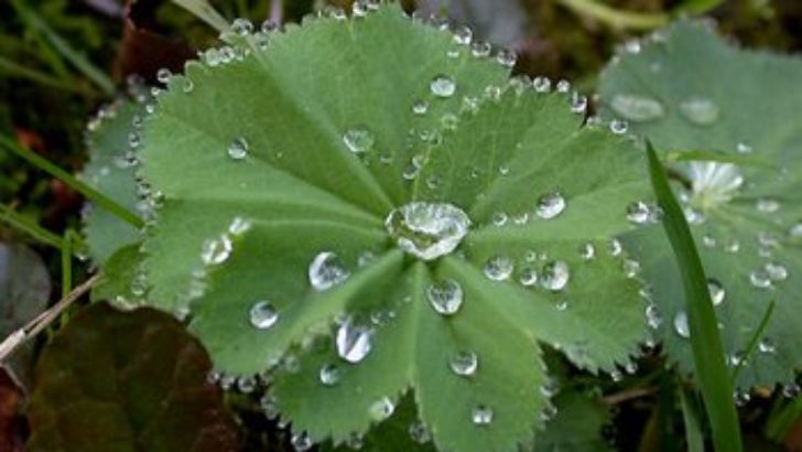 Aslanpençesi Faydaları ve Zararları Nelerdir?