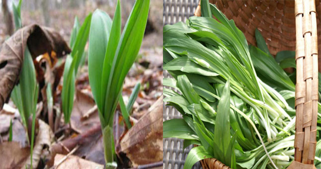 Ayı Sarımsağı Faydaları Ve Zararları Nelerdir? Ayı Sarımsağı